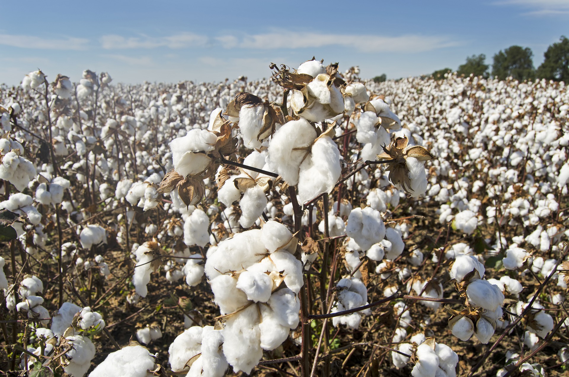 cotton plants